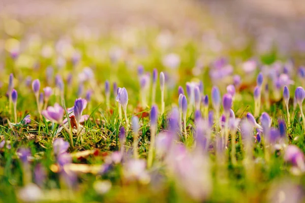 En massa krokusar i gräset. Ett fält av Krokusar i gröna gra — Stockfoto