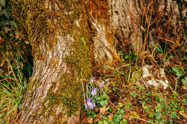 Muchos cocodrilos en la hierba en el bosque cerca del muñón en el mo —  Fotos de Stock