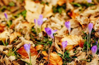 Kuru sonbaharda birçok çiğdemler bırakır. Çiğdemler öldürülecek bir alan