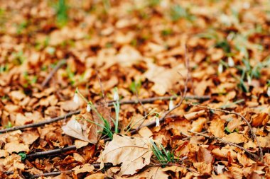 Kardelen kuru güz yaprakları. Bir kardelen. Bahar çiçekleri