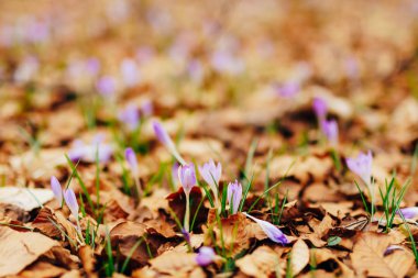 Kuru sonbaharda birçok çiğdemler bırakır. Çiğdemler öldürülecek bir alan
