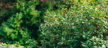 Mürver ağacı dalına. Mavi çilek