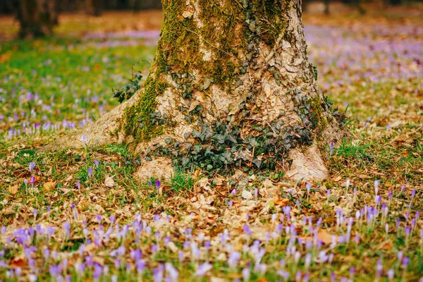 Many crocuses in the grass under the tree. A field of crocuses i — Stock Photo, Image