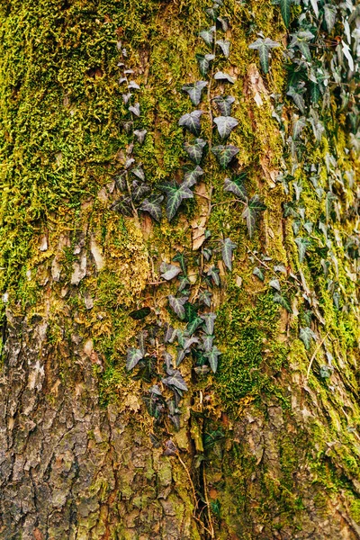 Hiedra en un árbol en musgo verde —  Fotos de Stock