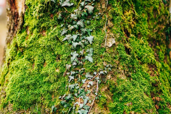 Lierre sur un arbre en mousse verte — Photo