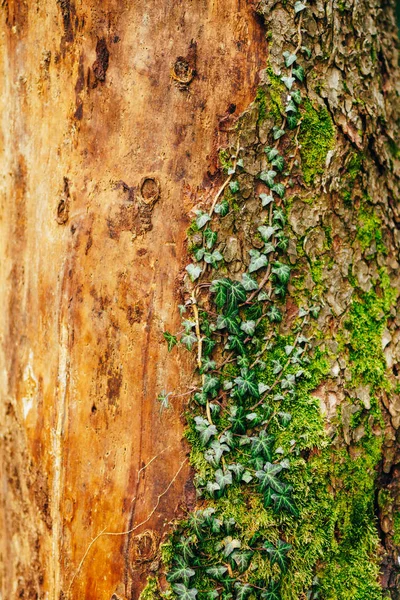 Efeu auf einem Baum im grünen Moos — Stockfoto