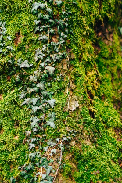 Efeu auf einem Baum im grünen Moos — Stockfoto