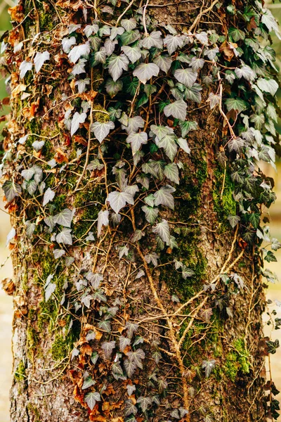 Плющ на дереві в зеленому моху — стокове фото