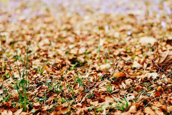 Sněženky v suché podzimní listy. Jeden Sněženka. Jarní květy — Stock fotografie