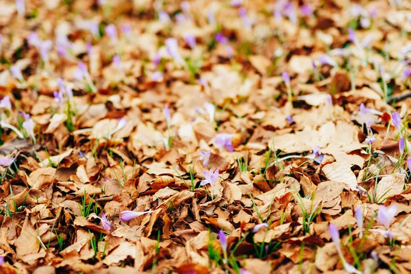 Muitos crocos em folhas de outono secas. Um campo de crocos em yello — Fotografia de Stock