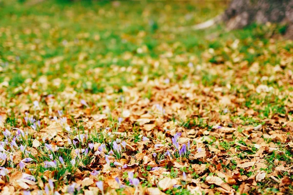 Sok krókuszok, száraz őszi levelek. A mező a yello krókuszok a Park egy — Stock Fotó