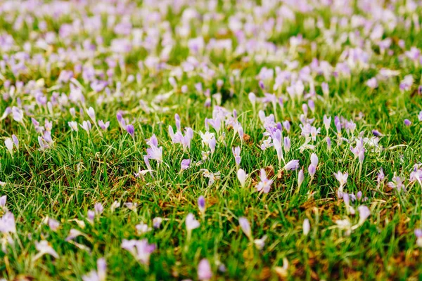 Viele Krokusse im Gras. ein Krokusfeld in grüner Gra — Stockfoto