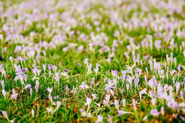 Viele Krokusse im Gras. ein Krokusfeld in grüner Gra — Stockfoto