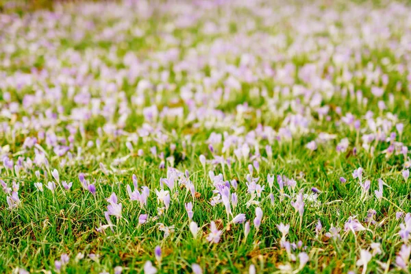 Viele Krokusse im Gras. ein Krokusfeld in grüner Gra — Stockfoto