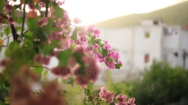 Alberi di bouganville fiorite in Montenegro, nei Balcani, nell'Ad — Video Stock