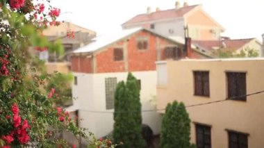 Begonvil ağaçlarının Karadağ, Balkanlar, reklam çiçekli