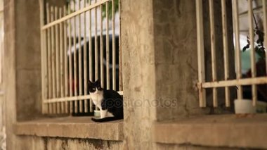 Dubrovnik'in tarihi şehir Budva, Kotor, Kedilerde. Hırvatistan ve Pzt