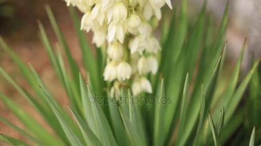 Çiçeklenme çiçekler Yucca pota. Flora Karadağ.