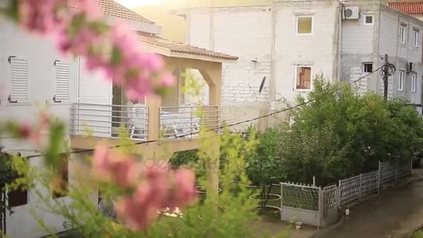 Blommande bougainvillea träd i Montenegro, Balkan, Ad — Stockvideo