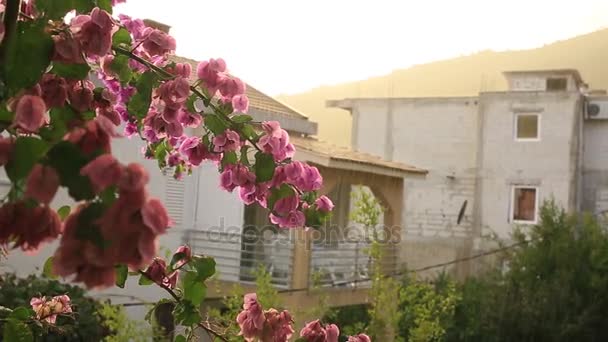 モンテネグロ、バルカン半島、広告でブーゲンビリアの木の開花 — ストック動画