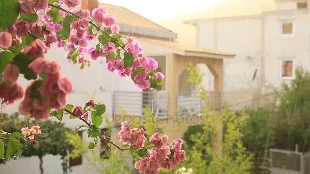 Floraison de bougainvilliers au Monténégro, dans les Balkans, dans l'Ad — Video