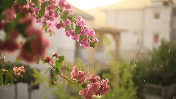 Blommande bougainvillea träd i Montenegro, Balkan, Ad — Stockvideo