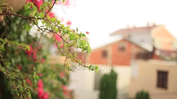 Virágzás bougainvillea fák, Montenegró, a Balkánon, az Ad — Stock videók