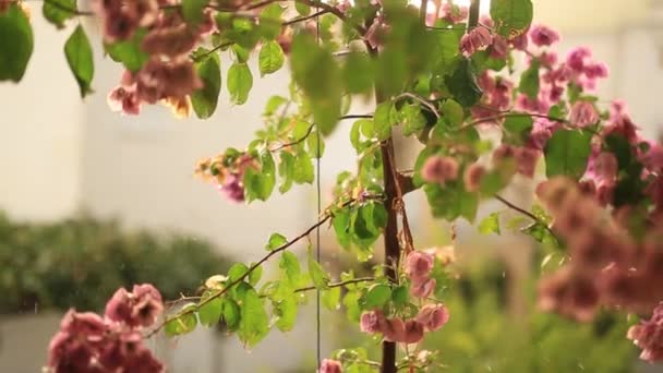 Kwitnienia drzew bougainvillea w Czarnogórze, Bałkanów, Ad — Wideo stockowe