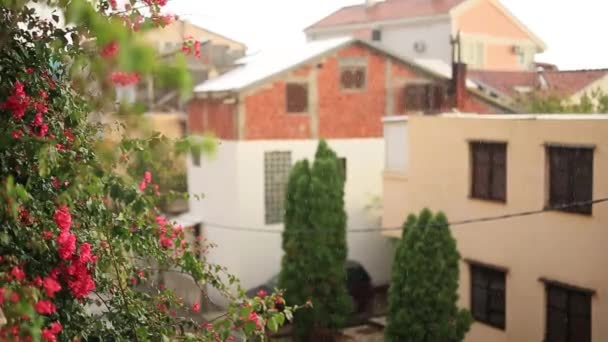 Flowering bougainvillea trees in Montenegro, the Balkans, the Ad — Stock Video