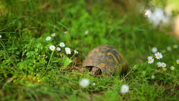 La tortue terrestre dans l'herbe. Dans le parc Milocer, près de l'île o — Video