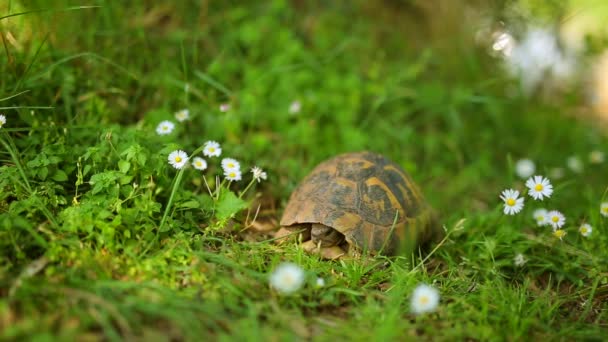 Земляная черепаха в траве. В парке Милоцер, недалеко от острова — стоковое видео