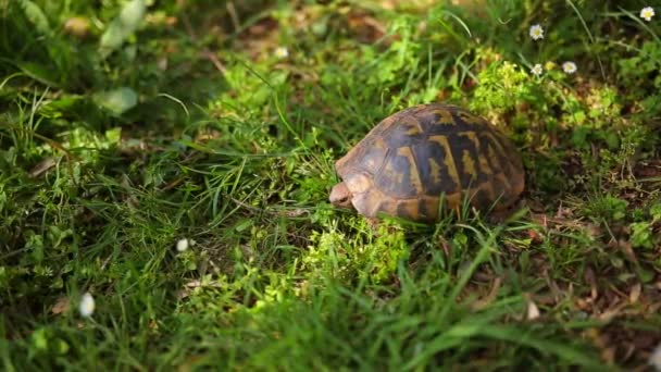 The land turtle in the grass. In Milocer park, near the island o — Stock Video