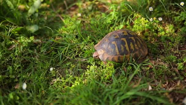 De aardschildpad in het gras. In Milocer park, in de buurt van het eiland-o — Stockvideo