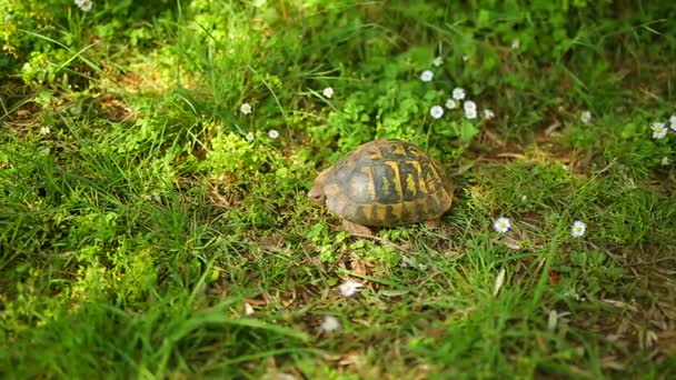 Mark sköldpaddan i gräset. I Milocer park, nära ön o — Stockvideo