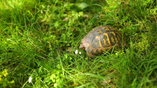 De aardschildpad in het gras. In Milocer park, in de buurt van het eiland-o — Stockvideo