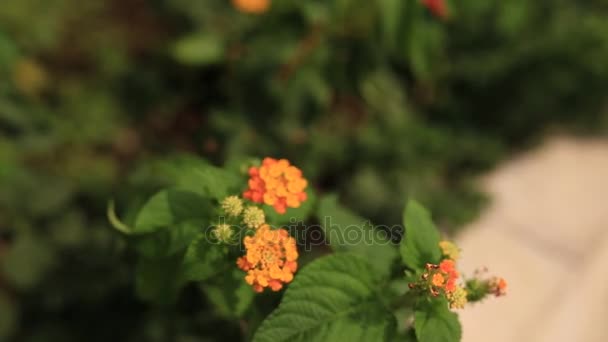 Lantana πορτοκαλί λουλούδια στο παρτέρι του κοντά στο σπίτι. Χλωρίδα της — Αρχείο Βίντεο