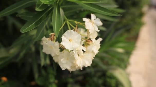 Kwitnienia drzew oleander w Czarnogórze, Morza Adriatyckiego i — Wideo stockowe