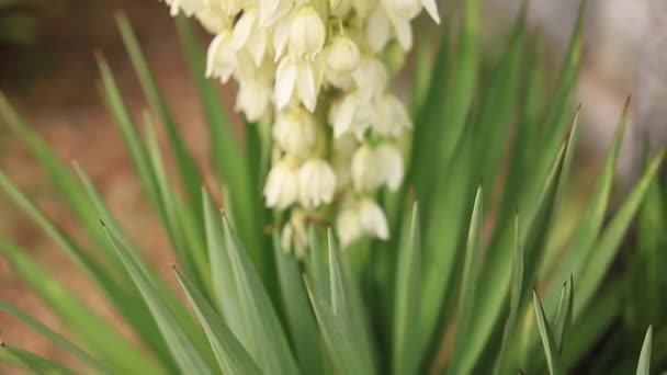 Blommande blommor Yucca i potten. Flora i Montenegro. — Stockvideo