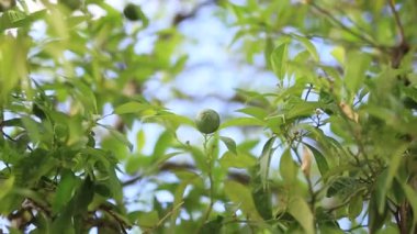 Yeşil mandalina ağacı üzerinde. Olgunlaşmamış mandalina. Karadağ mandari
