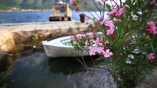 Blühende Oleanderbäume in Montenegro, dem adriatischen Meer und dem — Stockvideo