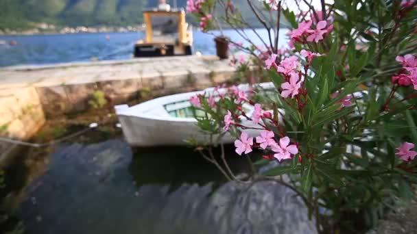 Blommande oleander träd i Montenegro, Adriatiska havet och den — Stockvideo