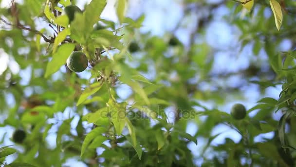 Mandarinas verdes em uma árvore. Tangerina não madura. Mandari montenegrino — Vídeo de Stock