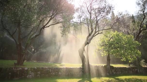 橄榄树。橄榄树园林和花园在黑山 — 图库视频影像