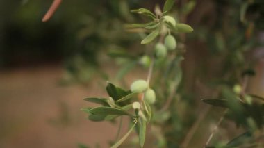 Meyve ile zeytin dalı. Zeytin bahçeleri ve bahçeleri Karadağ