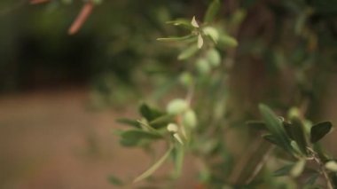 Meyve ile zeytin dalı. Zeytin bahçeleri ve bahçeleri Karadağ