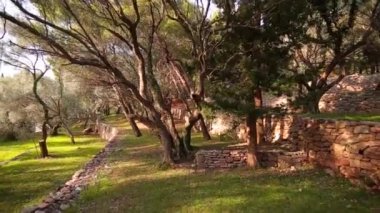Zeytin bahçeleri ve bahçeleri Karadağ