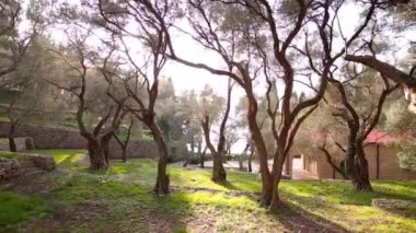 Zeytin bahçeleri ve bahçeleri Karadağ