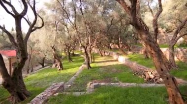 Zeytin bahçeleri ve bahçeleri Karadağ