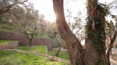 Zeytin ağacının gövde yakın çekim. Zeytin bahçeleri ve gard