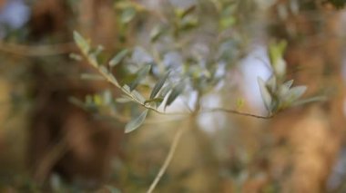 Zeytin dalı ile yaprakları yakın çekim. Zeytin bahçeleri ve bahçelerde M